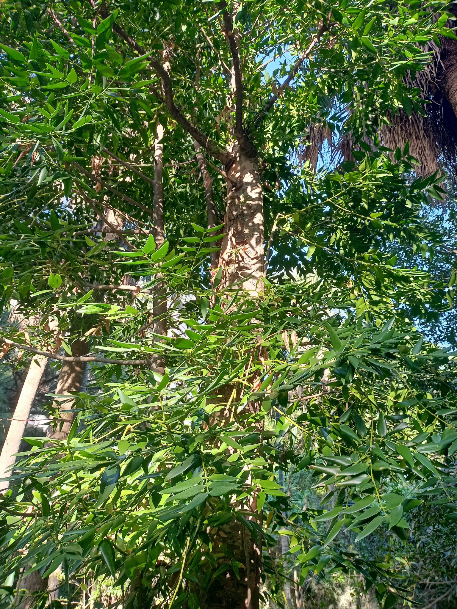 讚嘆貝殼杉存活幾億年的樹種