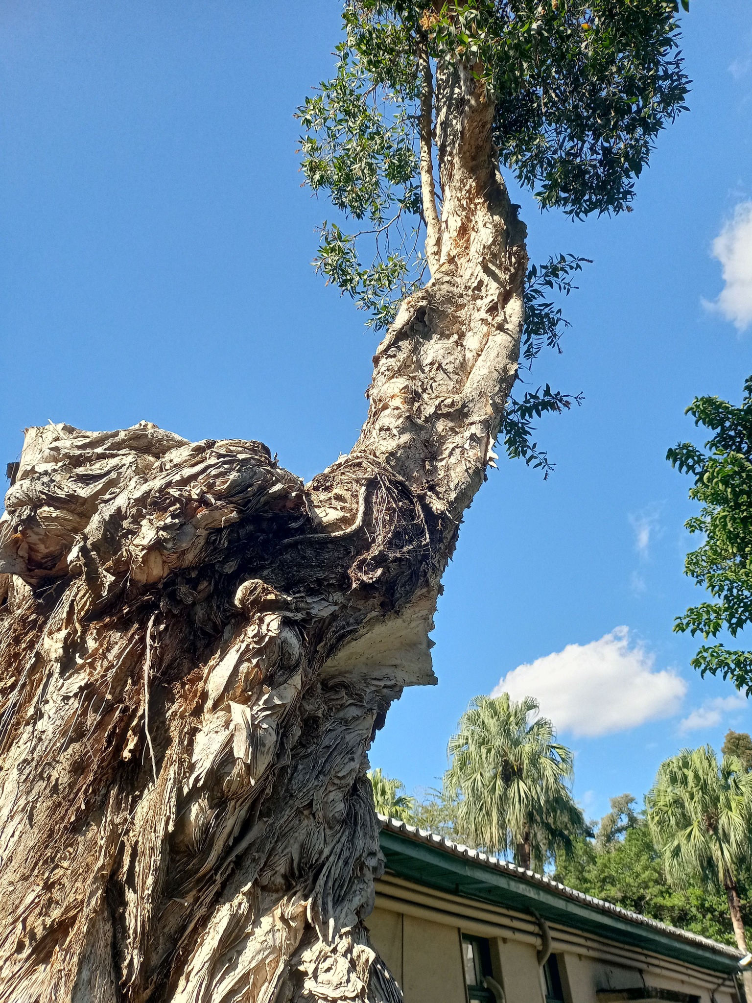 白千層浴火重生的樹種