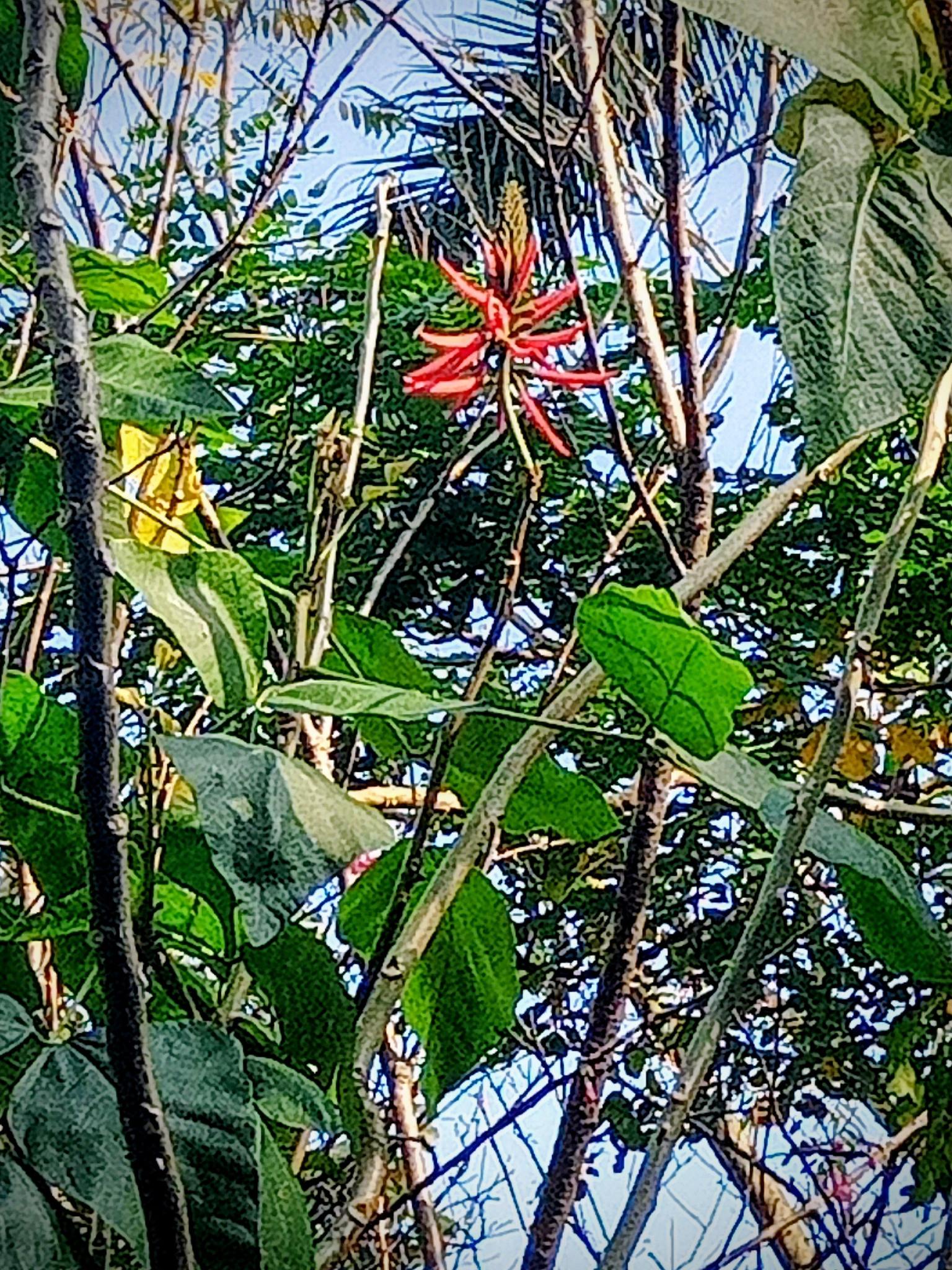 美麗刺桐提前賀春