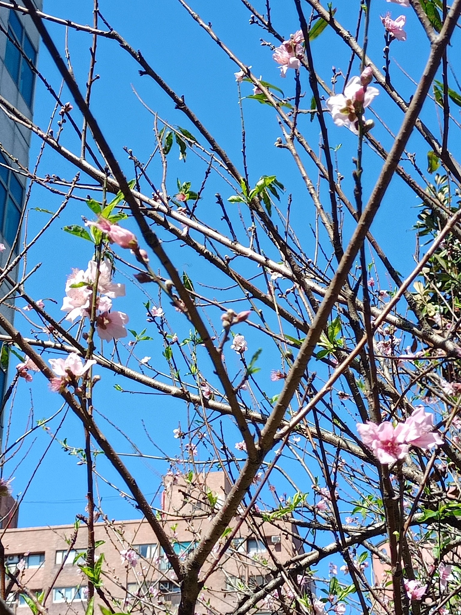 看桃花，兩樣情