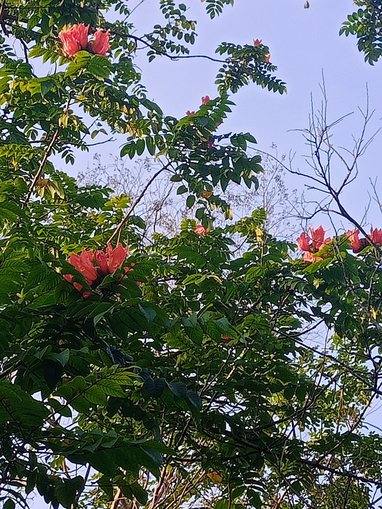 水火同源，火焰木