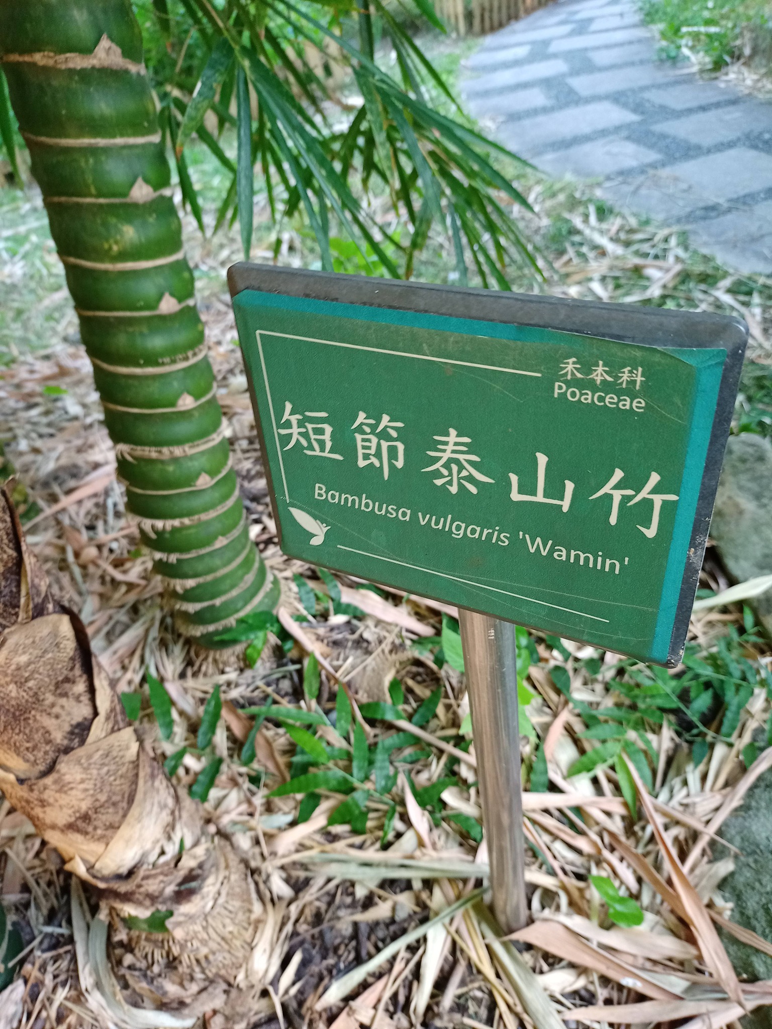 看佛肚竹，有感