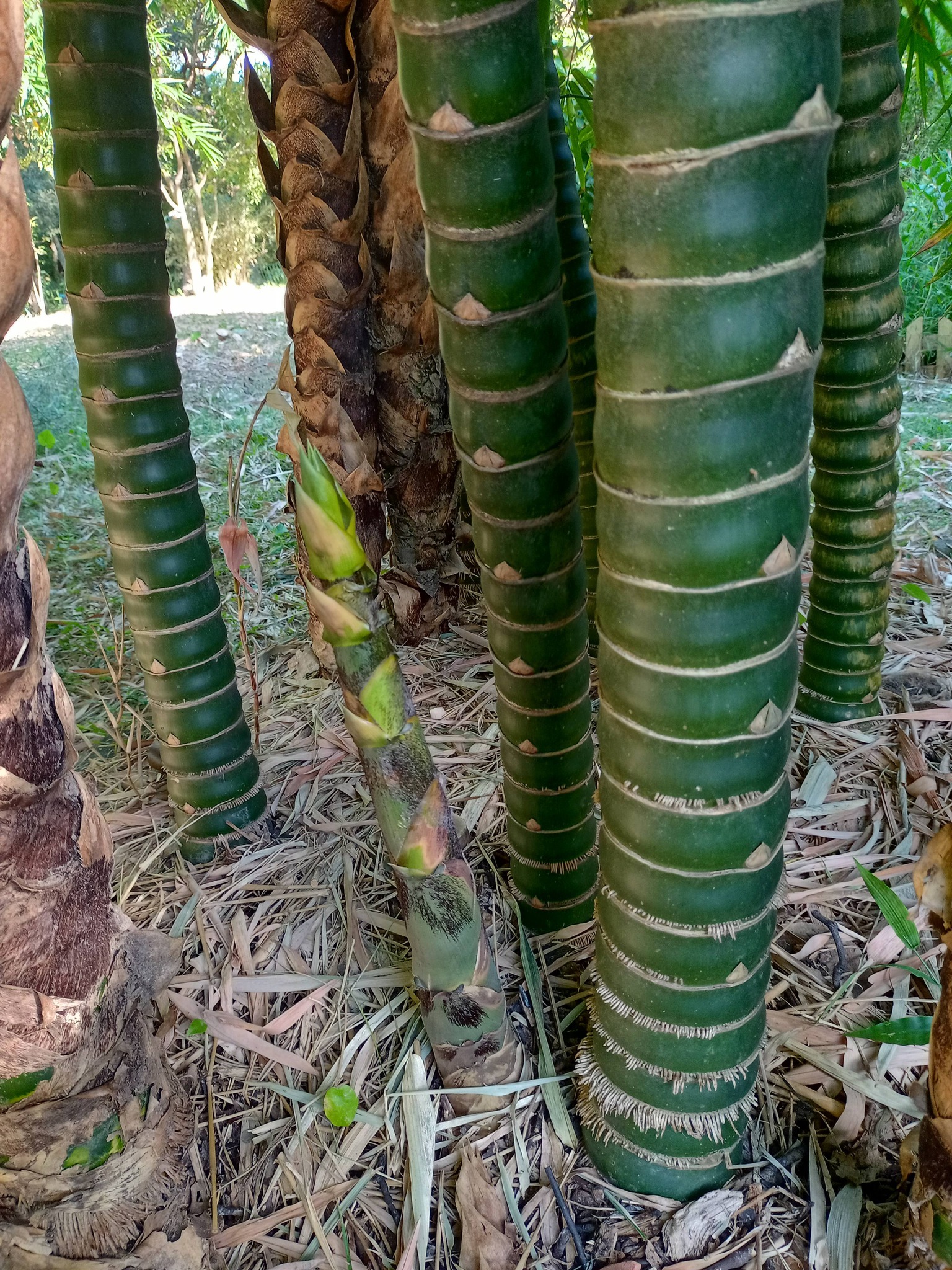 看佛肚竹，有感