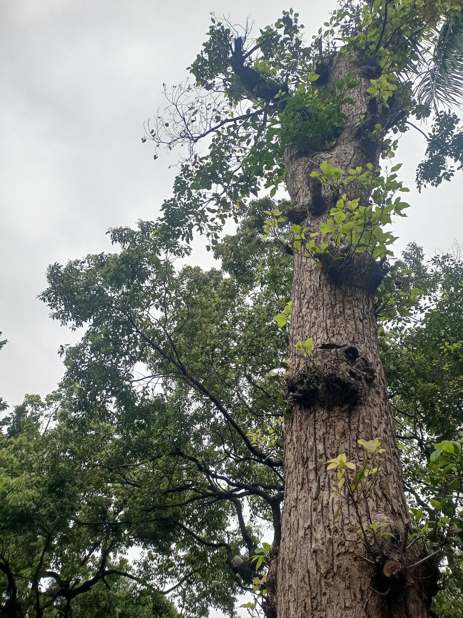 樟樹，大有來頭