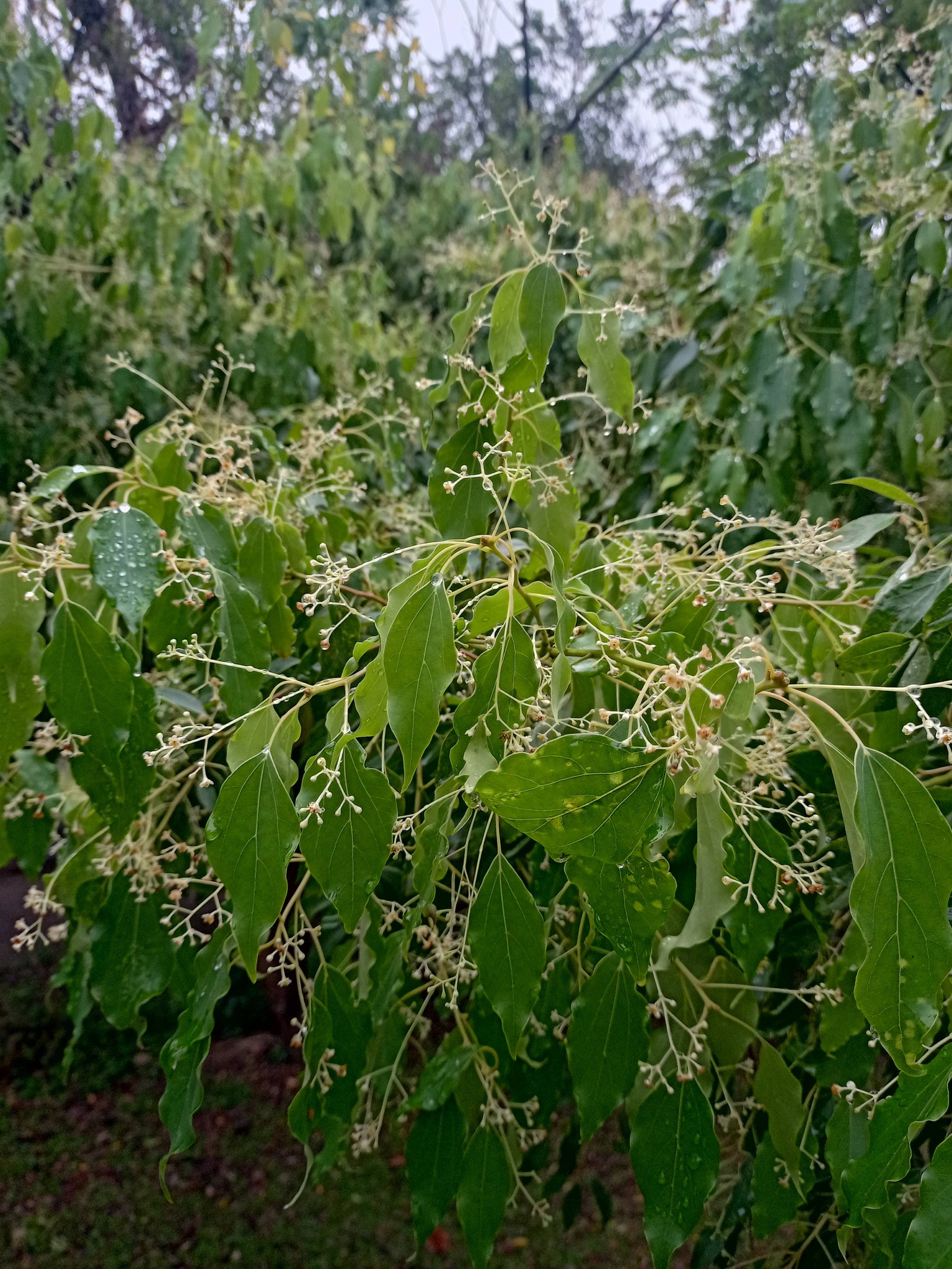 樟樹，大有來頭