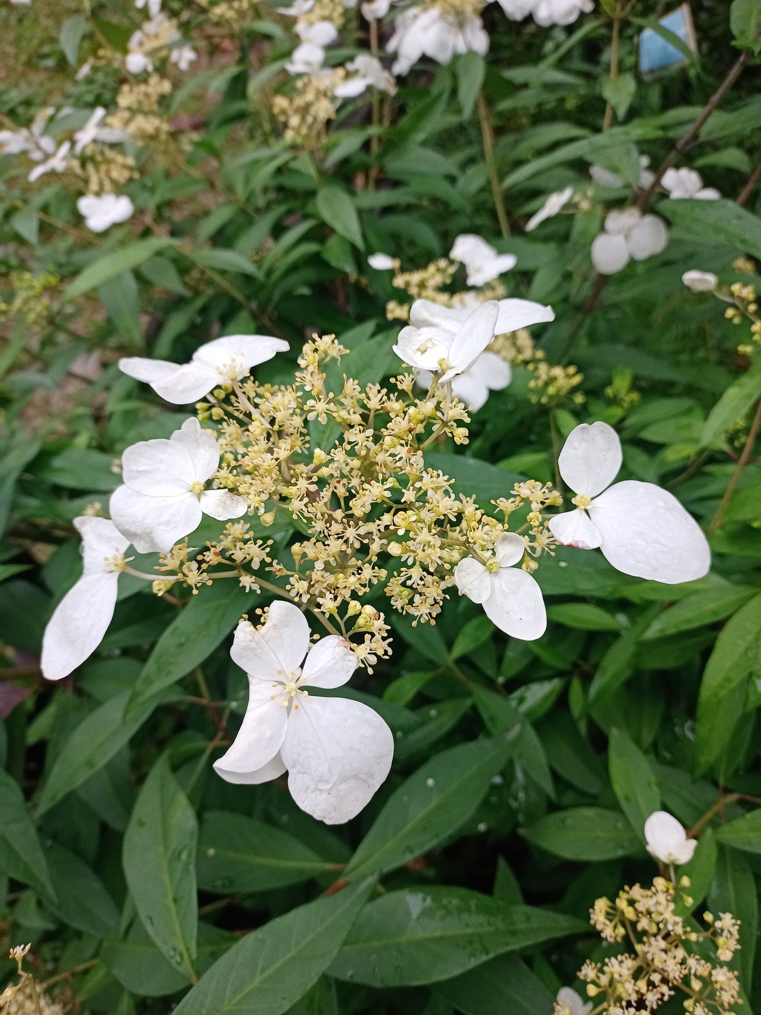 華八仙，是仙花