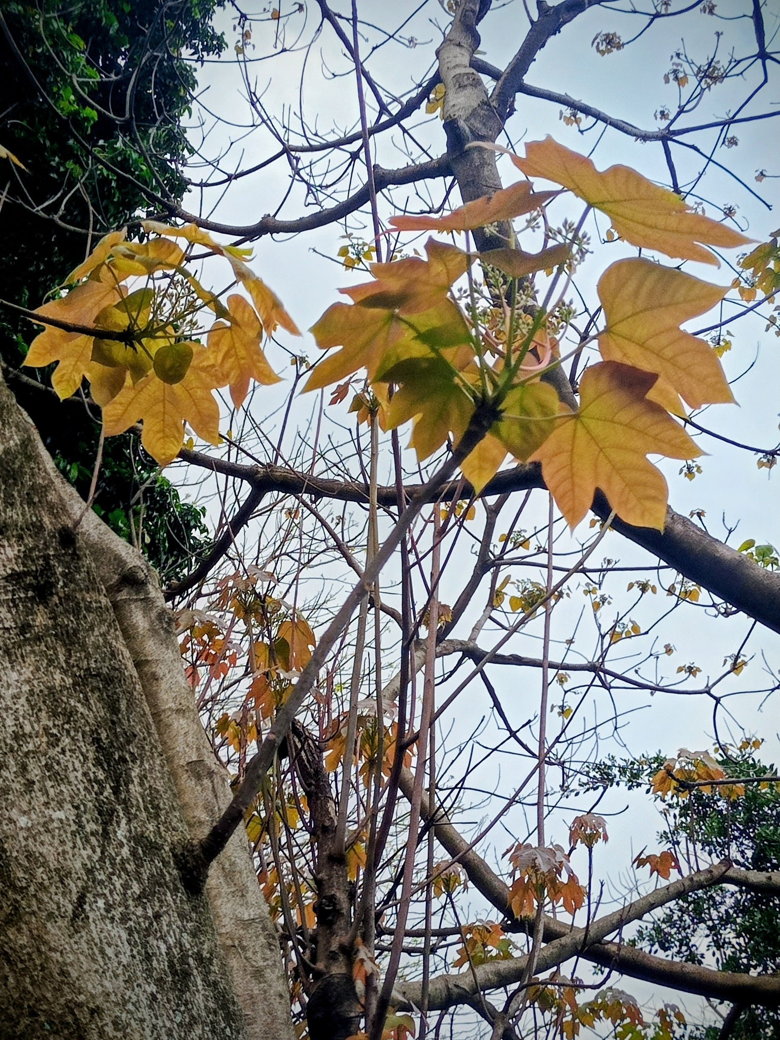 千年桐，吐楓葉？