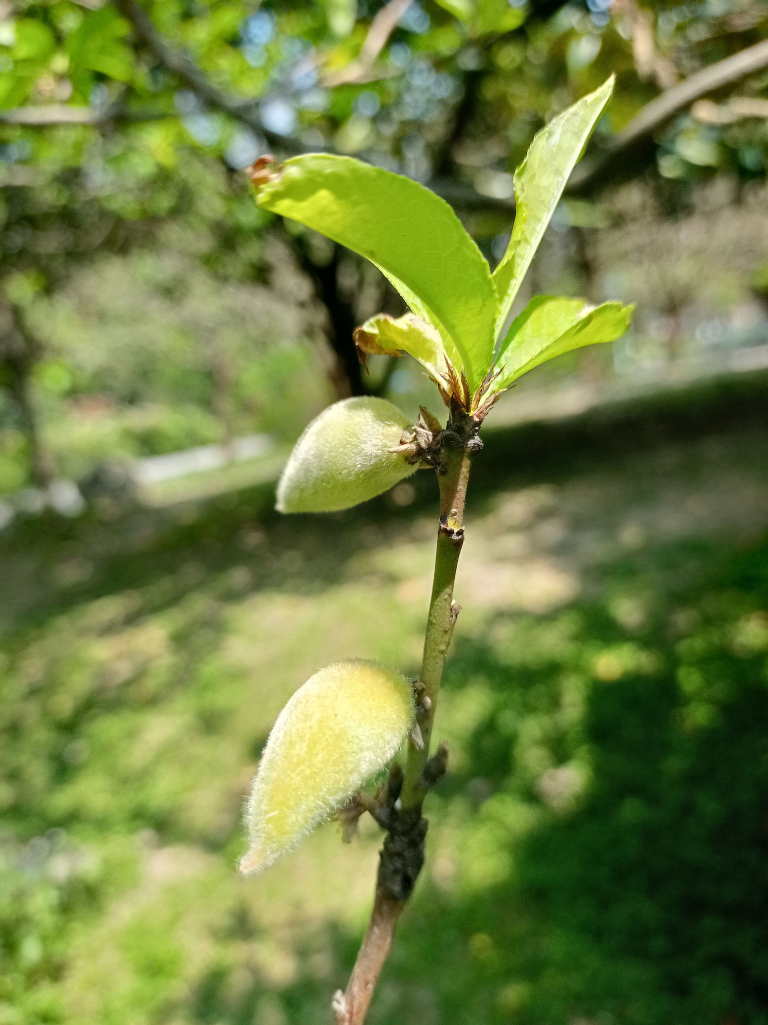枝條雙桃，見者吉