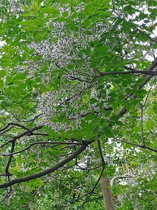 苦楝開花，轉運啦