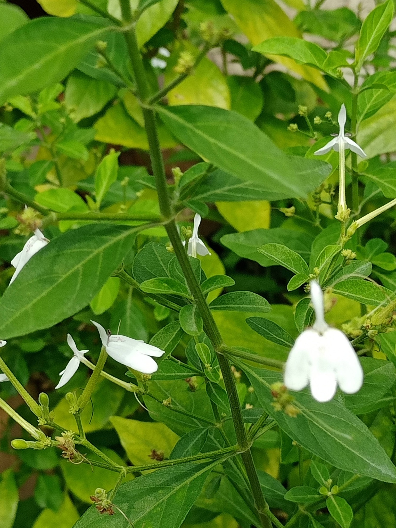 白鶴靈芝，有仙氣