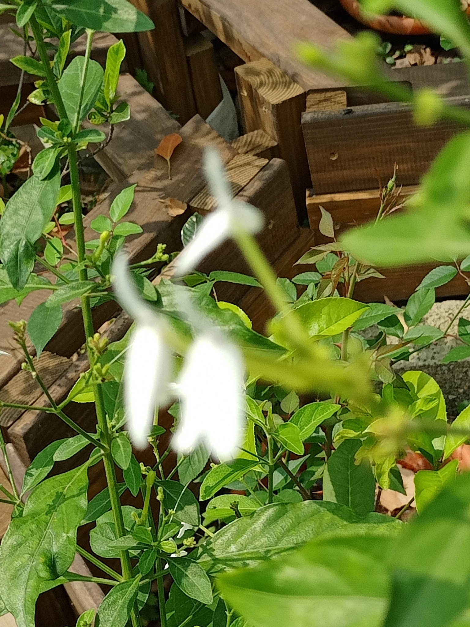 白鶴靈芝，有仙氣 (2/2)
