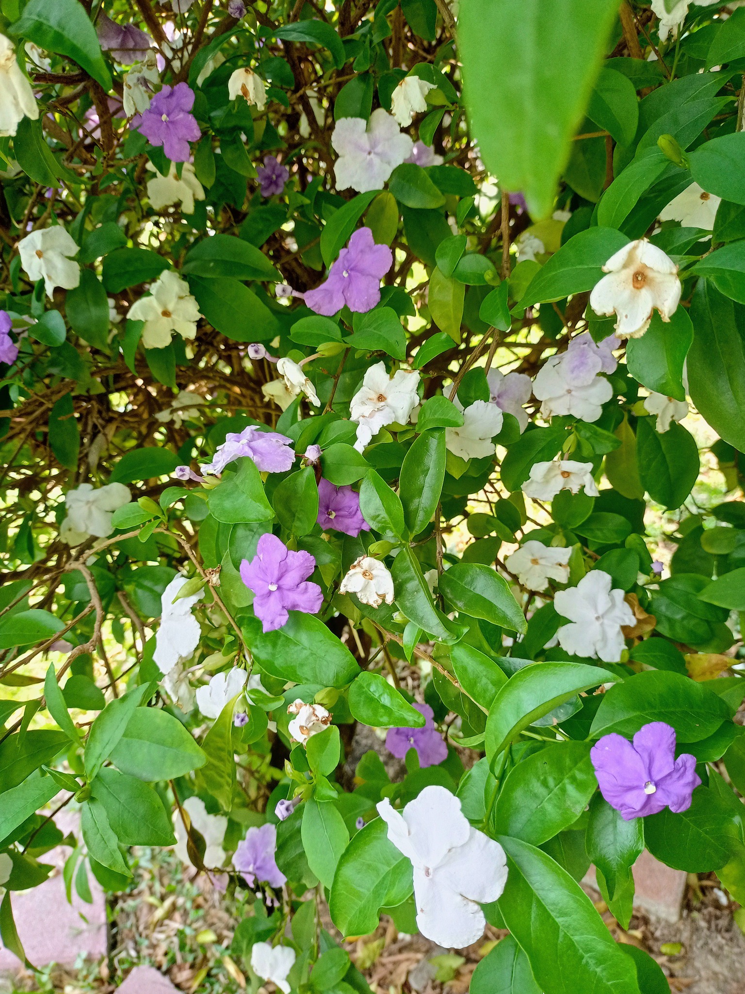 番茉莉，變色花？
