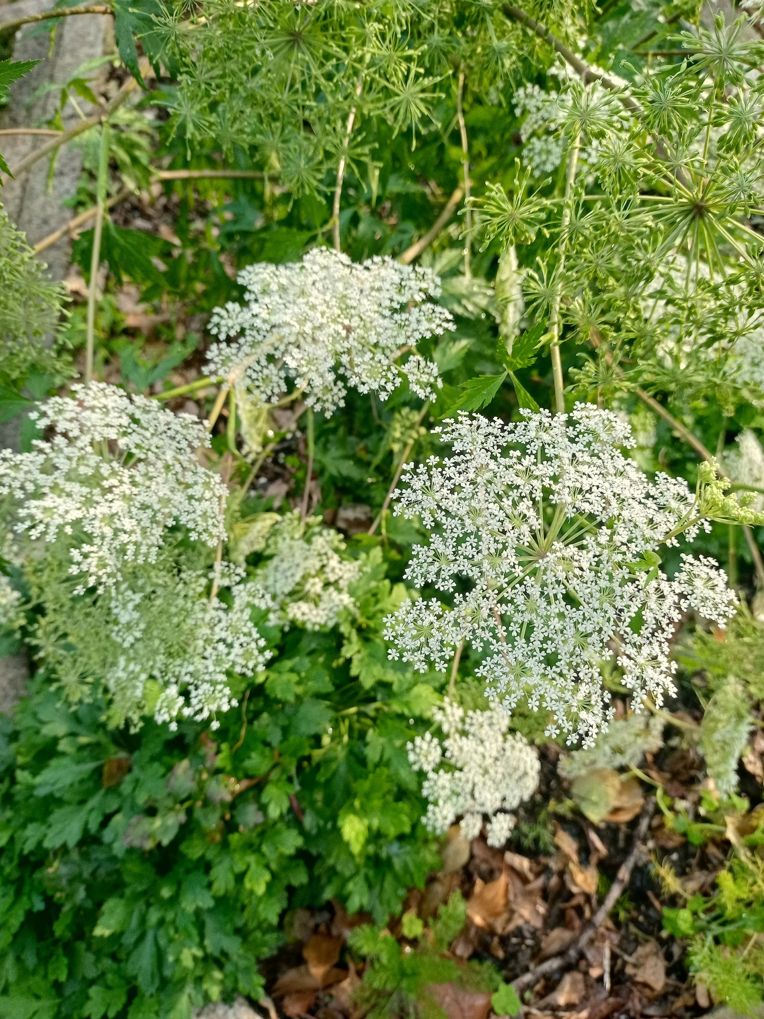 當歸開花，氣息旺