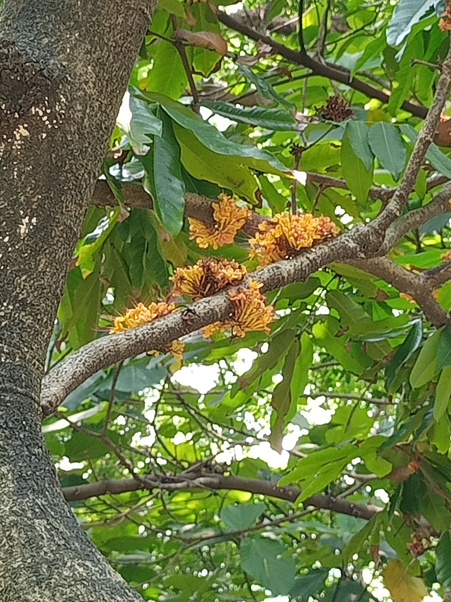 無憂樹開花，看了無憂吉祥