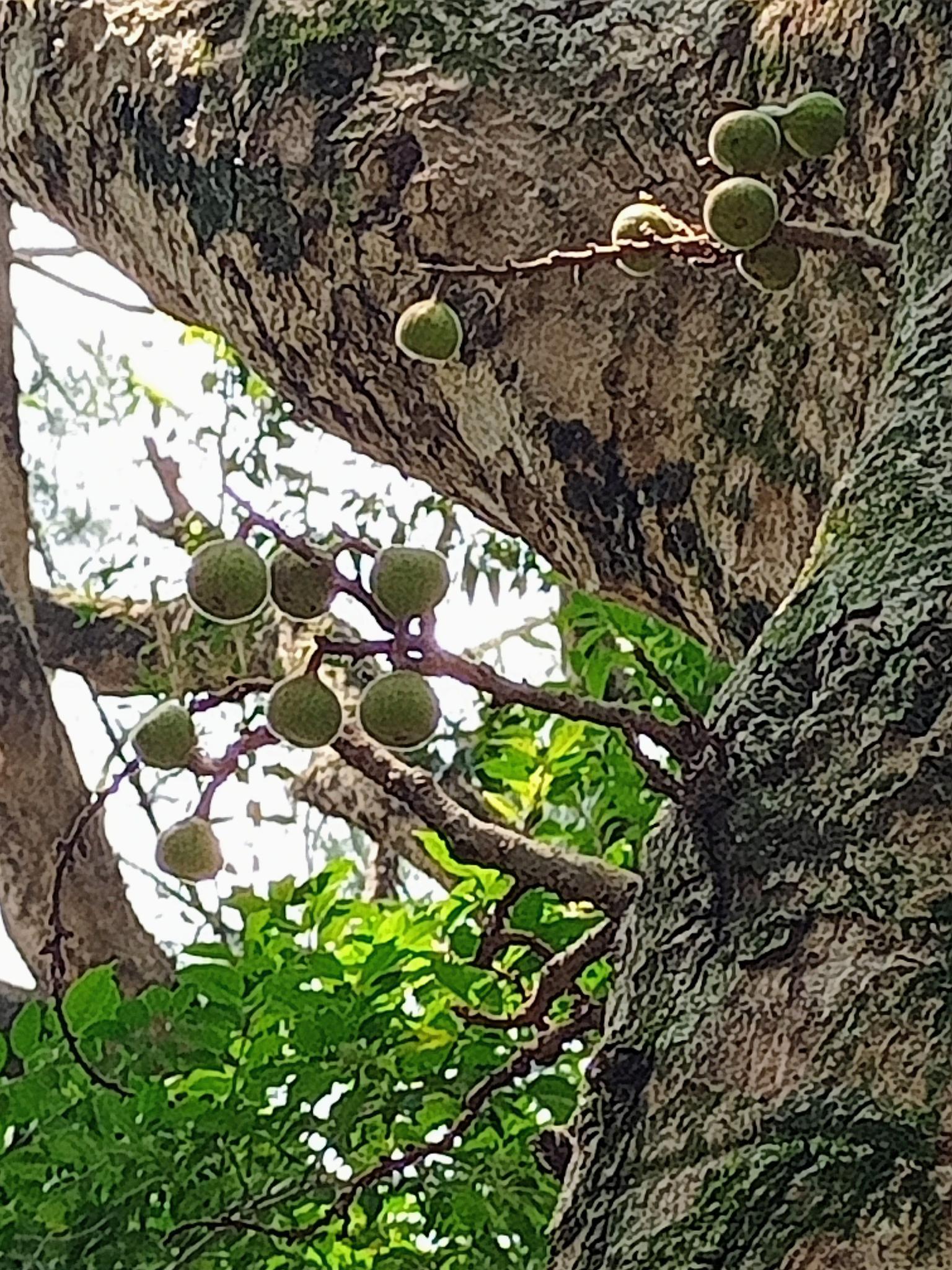 佛教聖樹優曇華，在樹幹上“開花”？