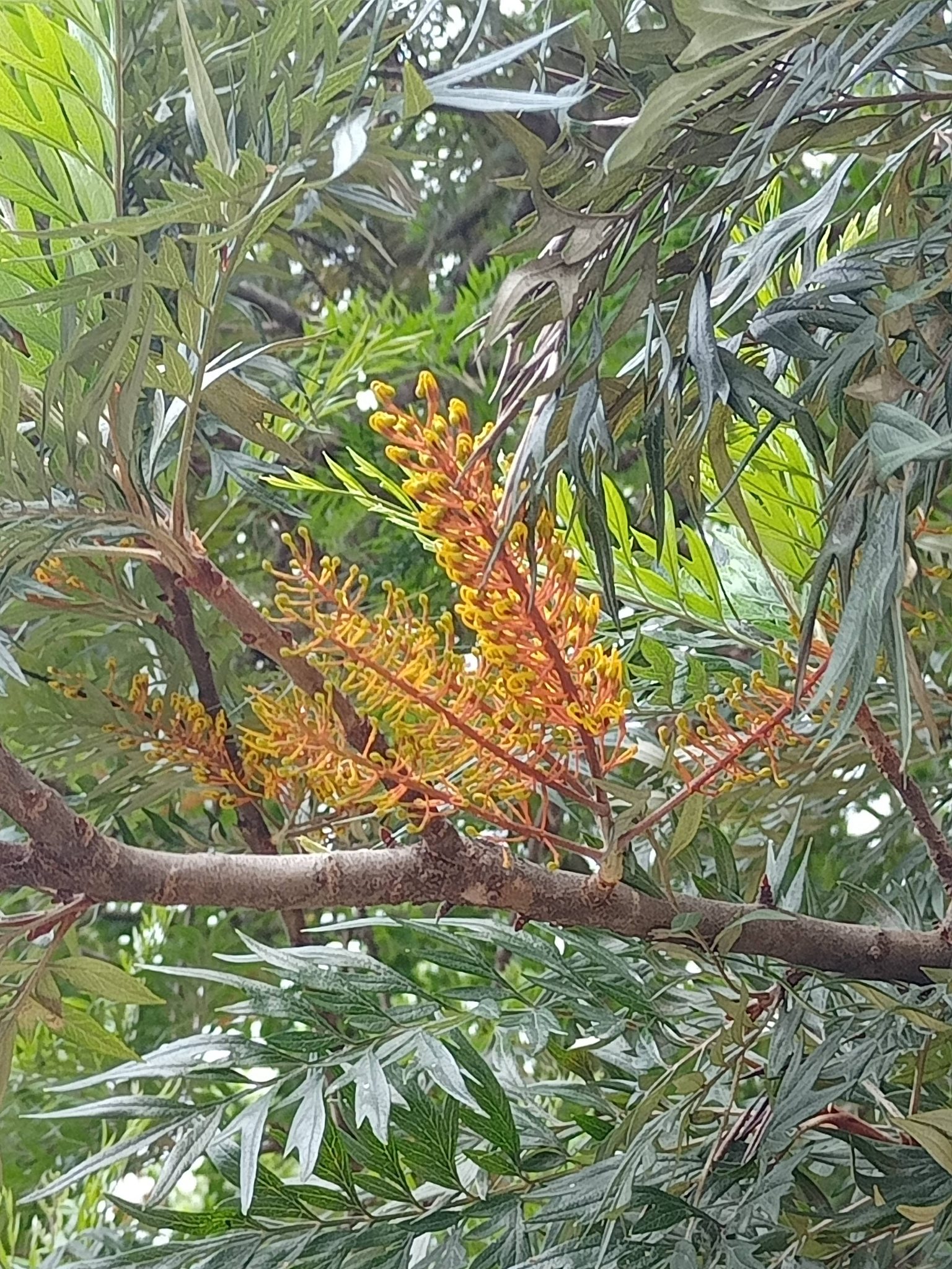銀樺綻放瓶刷花，亙古植物太驚豔
